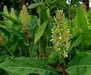 高良姜提取物：从化学成分到药理作用的全面解析