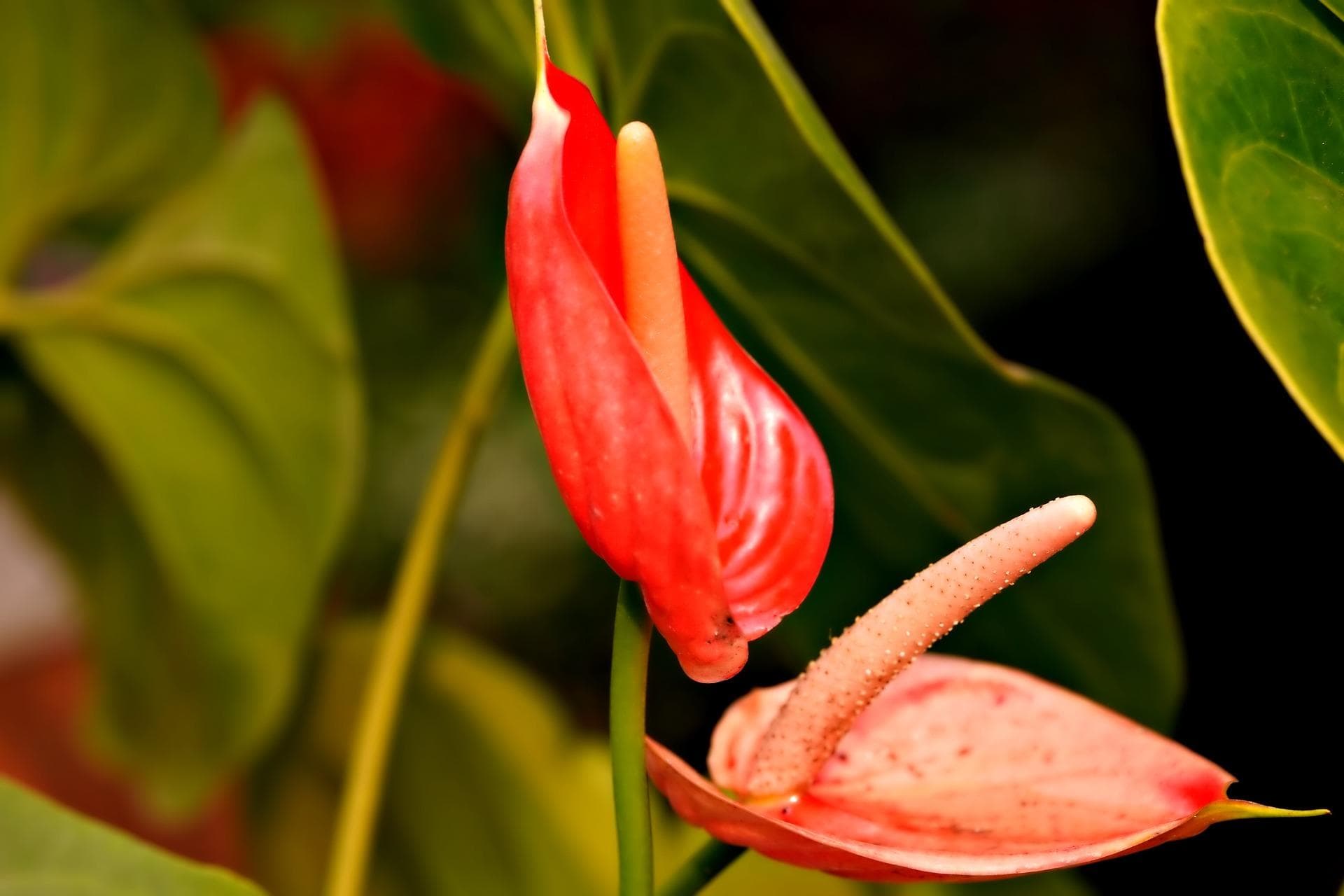 红掌花语和寓意