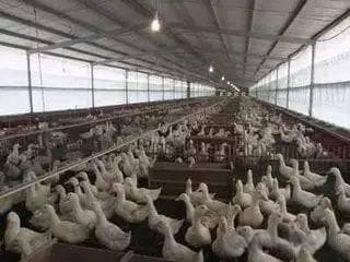 肉鸭养殖七天定终身，提高雏鸭成活率解析