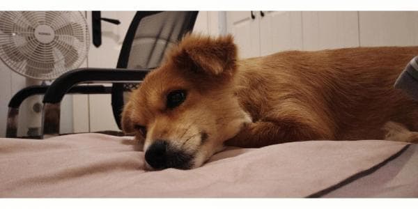 狗狗站着不动发呆是什么原因
