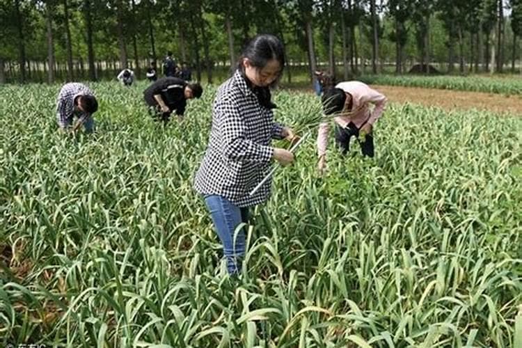 大蒜高效种植与田间管理全攻略
