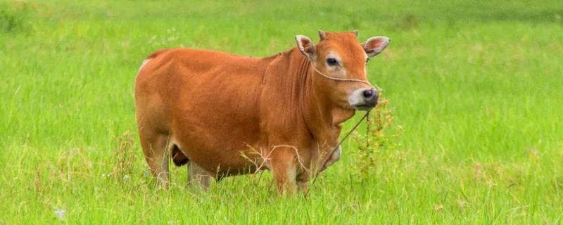牛的种类：乳用、肉用、兼用、役用四大分类及特征