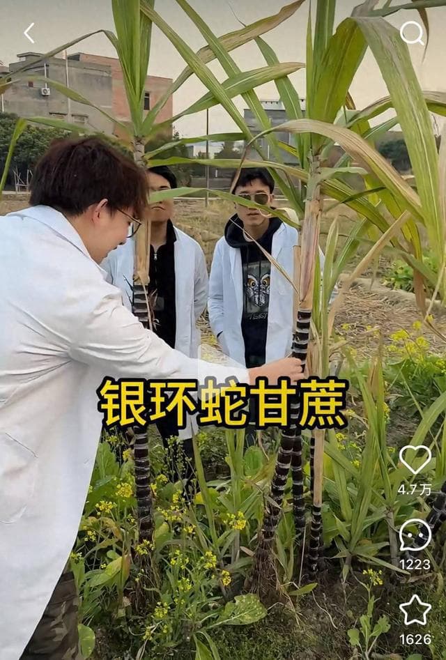 农学生种出“银环蛇甘蔗”，背后藏着这些门道