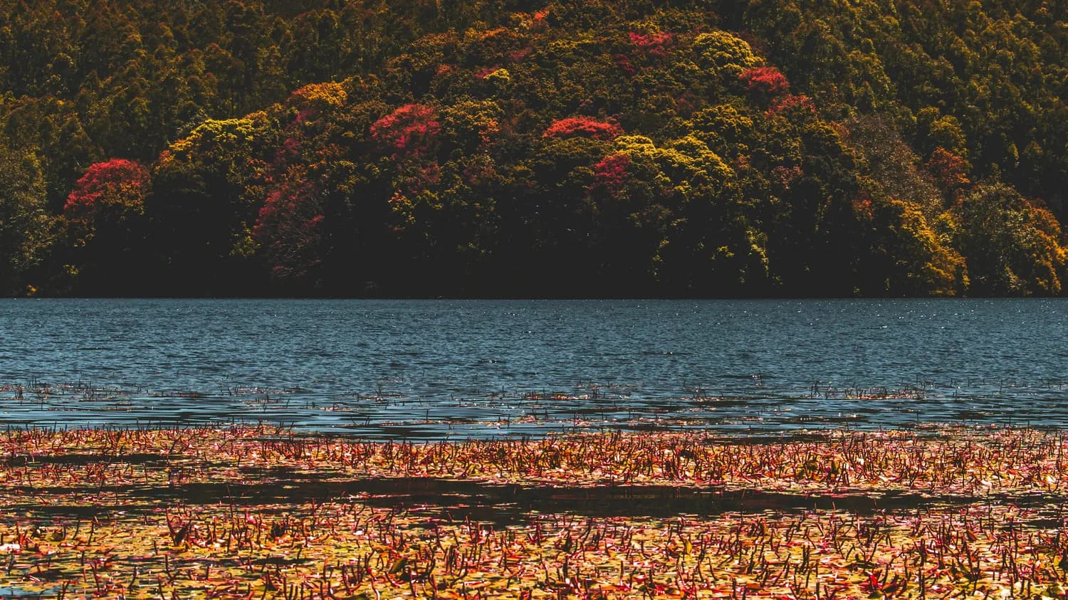 湖泊温泉VS山川云海：北海道光雾山赏枫大比拼