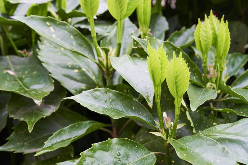 罗布麻叶与罗布麻茶有区别吗？- 分辨两者的技巧和健康益处