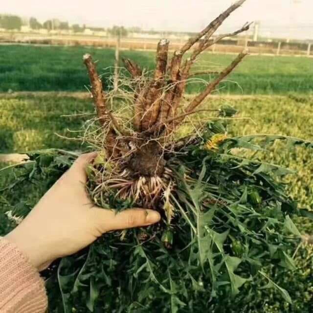 蒲公英：从田间野草到药食两用的宝藏植物