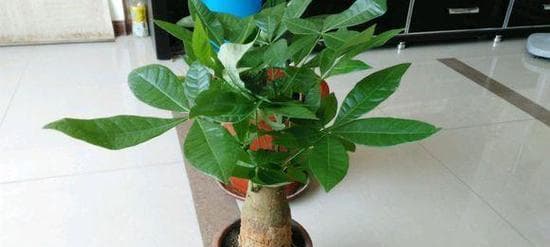 发财树怎么浇水？（浇水频率与注意事项）
