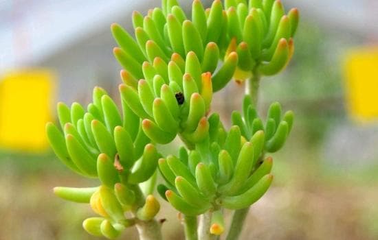 八千代多肉植物的造型与养护全攻略