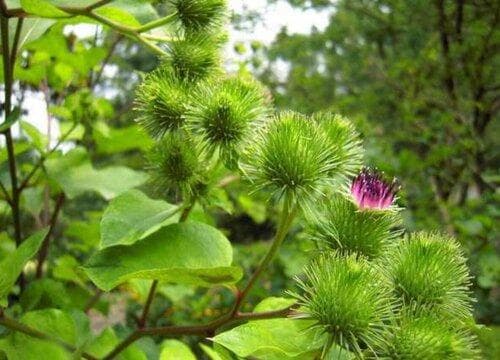 桔梗和狗宝是同一种植物吗 有什么区别