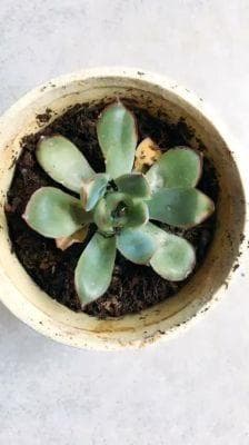 多肉根部干瘪了萎缩怎么办？干瘪多肉如何唤醒