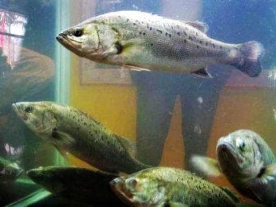 珠海十大特产：从海产到美食的文化盛宴