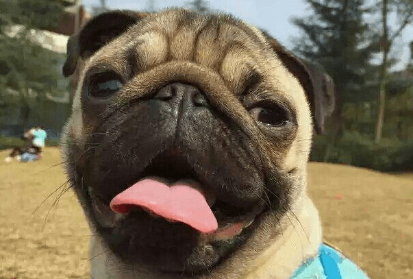 巴哥犬能吃米饭吗（为什么）