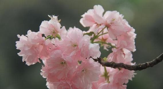 樱花的花语是什么？如何理解樱花的象征意义？