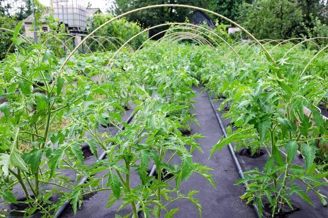 青枯病防治的最佳方法