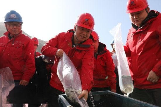 金沙江上游梯级电站：保护生物多样性 鱼与绿色能源可兼得