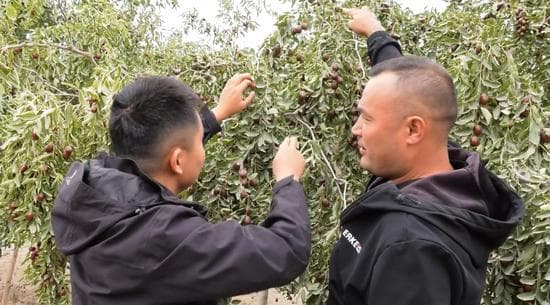 送科技“密钥”到田间 助力麦盖提县红枣产业提质增效