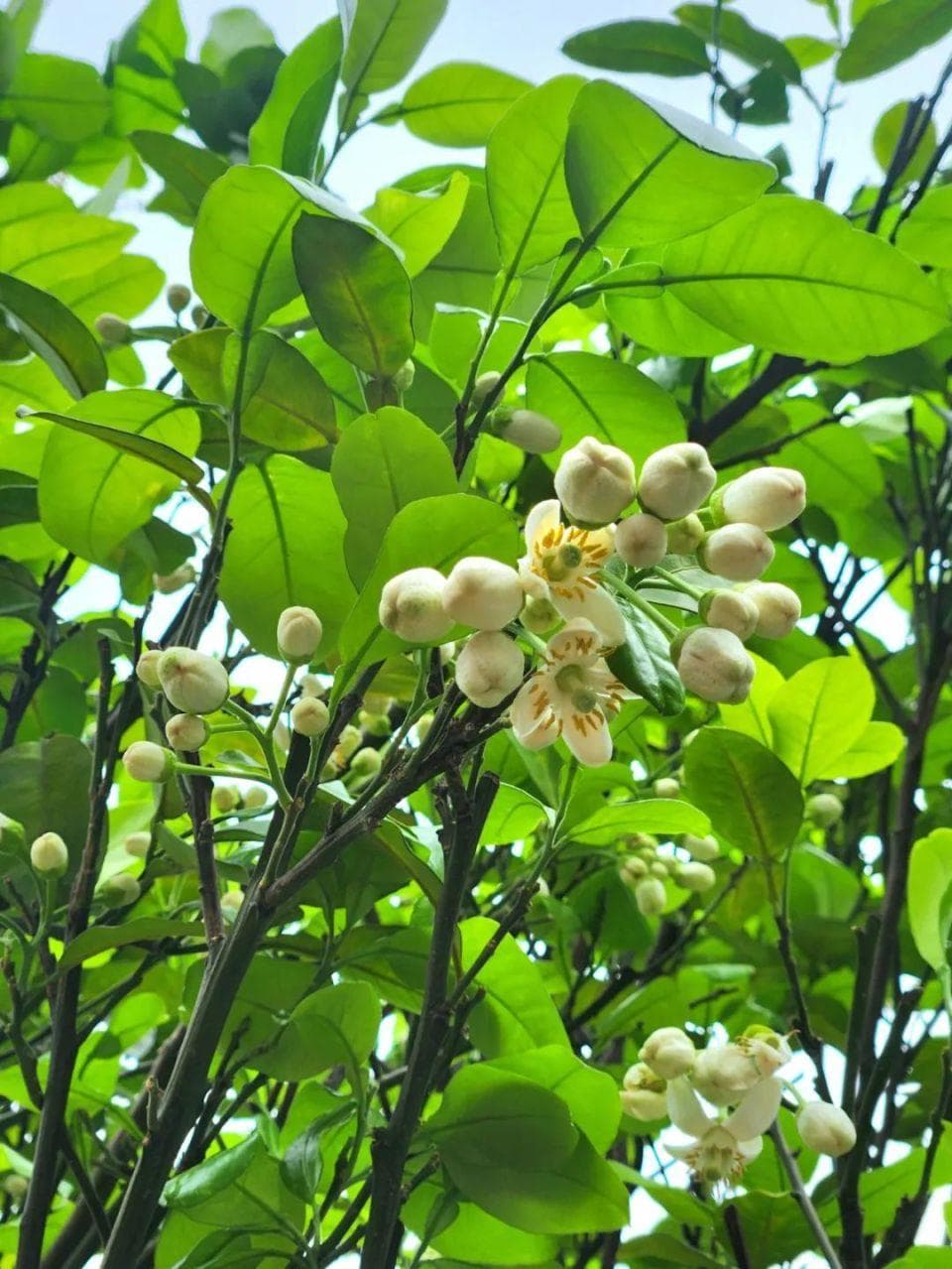 花香满城！桂林开启“香氛”模式
