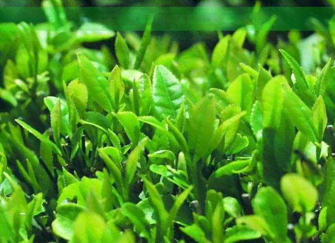 丹参保心茶副作用：你所不知道的健康隐患