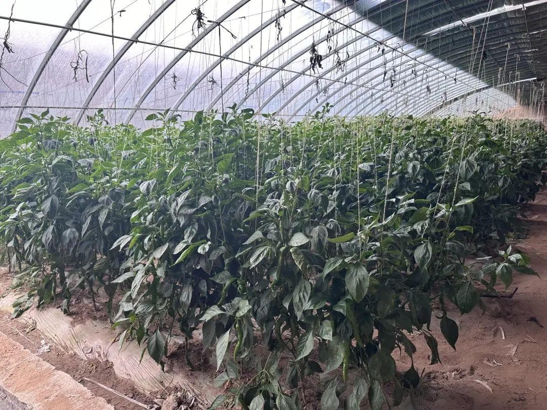 高效节水灌溉推动农业高质量发展
