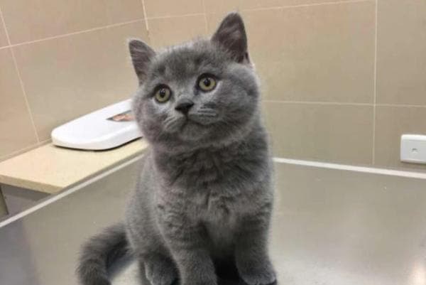 四个月的猫可以洗澡吗（为什么）