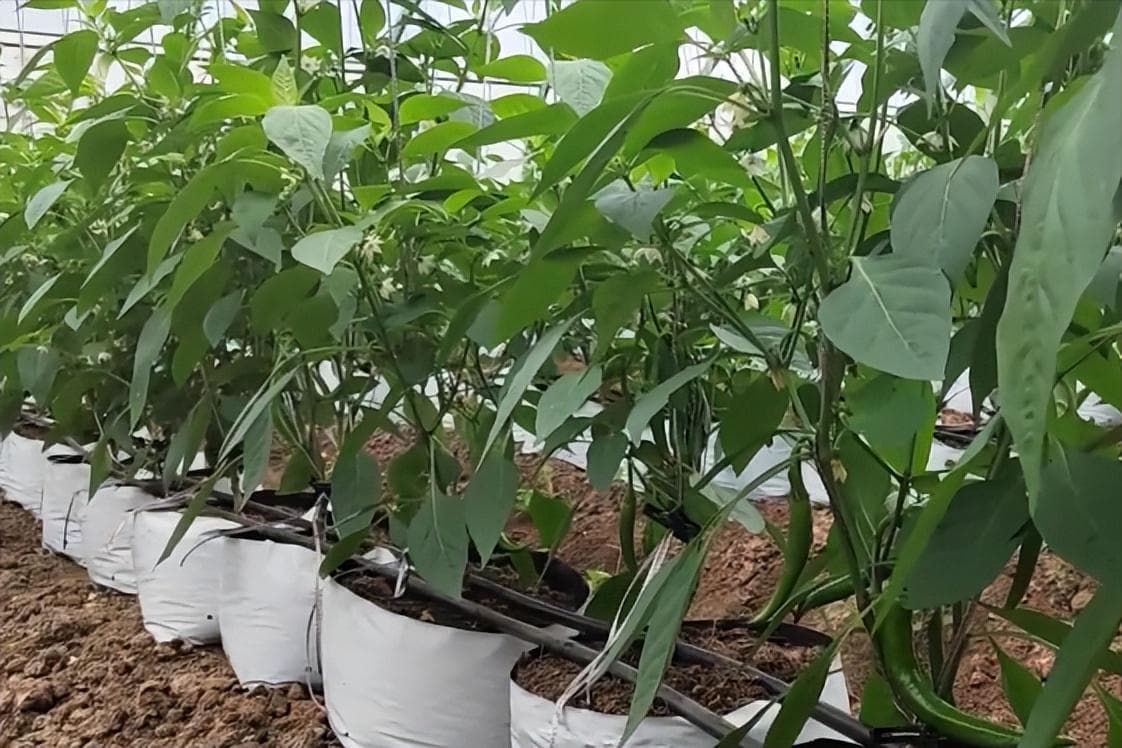 辣椒苗怎么栽才好（辣椒秧苗的栽种方法讲解）
