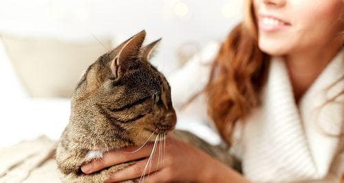 猫咪在床上蹭人的14个原因：从爱意表达到领地标记