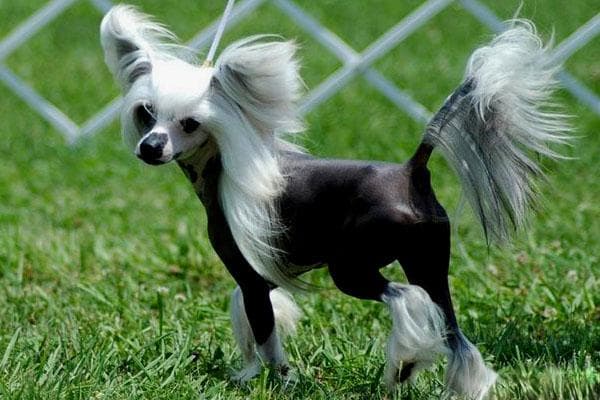 中国冠毛犬：一种独特的无毛犬种