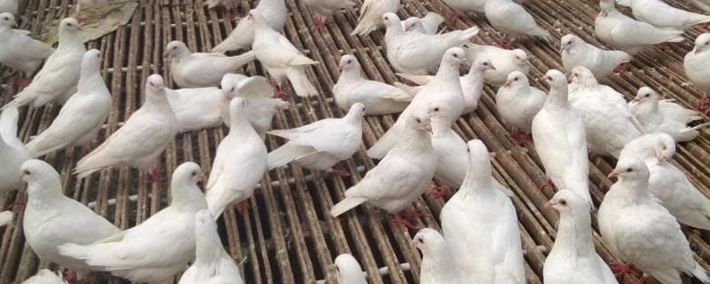 鸽子养殖实用指南：六大环节确保养殖成功