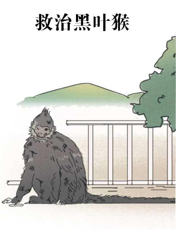 为了一群猴 种了一片林 安逸！金佛山黑叶猴吃上“自助餐”