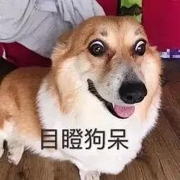 狗狗也会贫血？这些常见症状要注意！