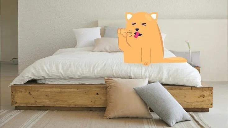 猫会得犬窝咳吗？症状、预防与治疗方法