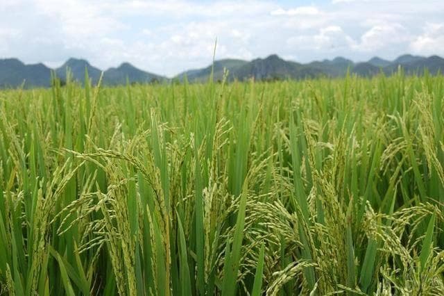 水稻种植达到高产的最佳方法探寻
