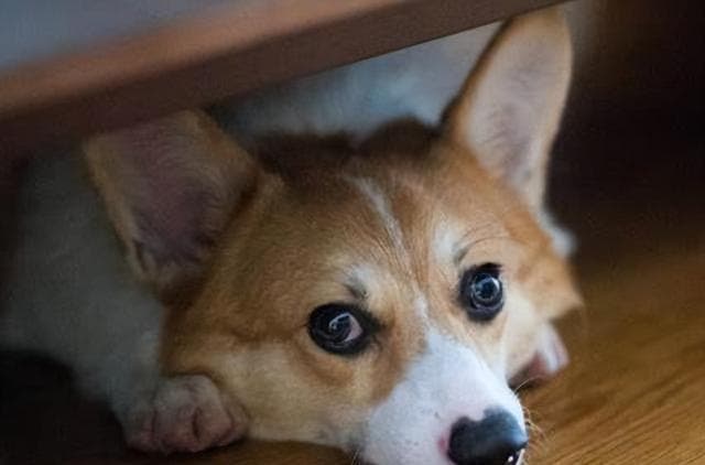 柯基犬挑食怎么办？这些原因和解决方法请收好