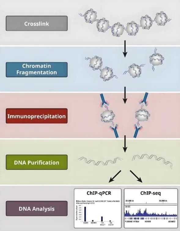 揭秘DNA与蛋白质相互作用：ChIP联合qPCR技术探索