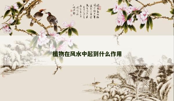 植物在风水中起到什么作用
