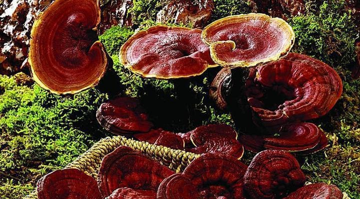 灵芝：从神话到科学的健康密码