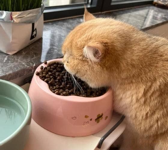 猫咪吃饭总爱扒拉猫粮到地上？原因和解决方案都在这里