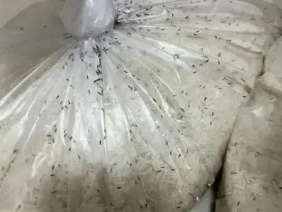 米虫最怕这3招，米袋里放一点，一年不生虫