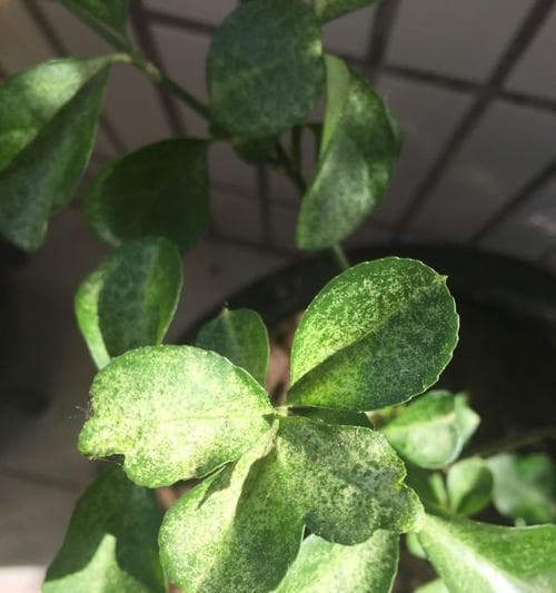 蓝莓叶子卷边的原因及解决方法