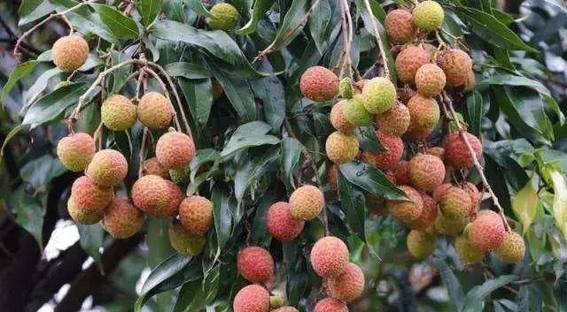 荔枝的种植与管理（探究荔枝的生长习性、育苗、栽培、施肥、病虫害防治等技术）