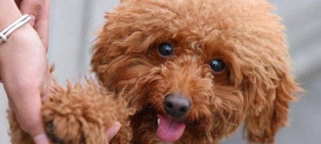 贵宾犬为何总是舔身上的毛？（探究贵宾犬舔毛的原因与影响，以及应对之策。）