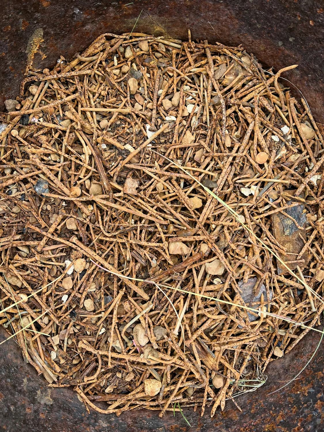 秋冬换季必备：荆防败毒散治风寒感冒