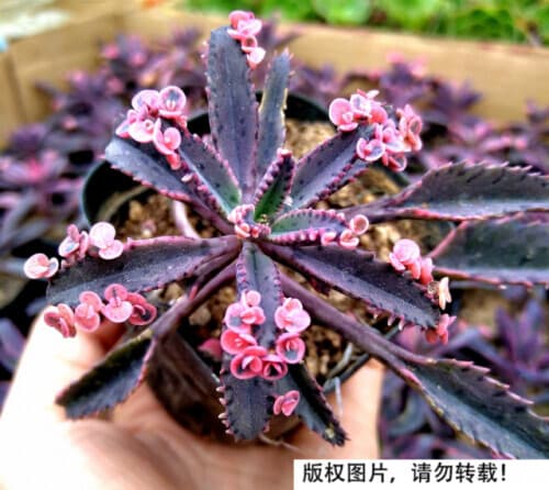 那些号称“养不死”的花，为啥被你养死了？学会这4招，啥花都好养