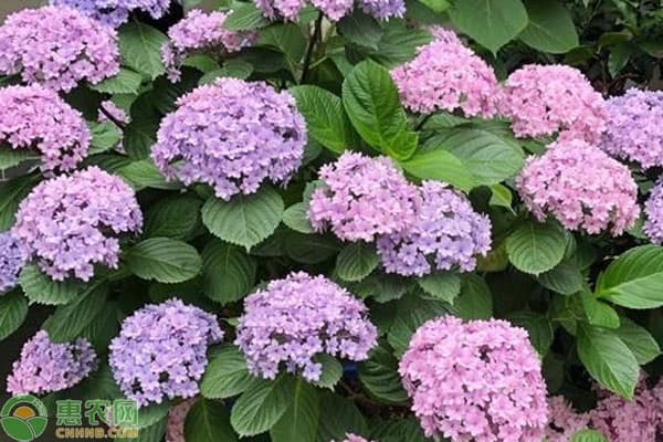 绣球花冬天怎么养护和浇水？