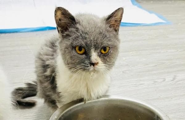 猫咪为什么围着你转蹭你