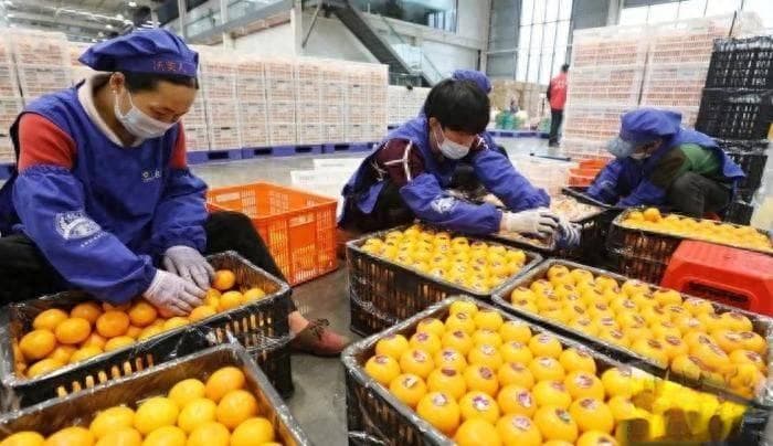 广西武鸣沃柑俏销东盟市场