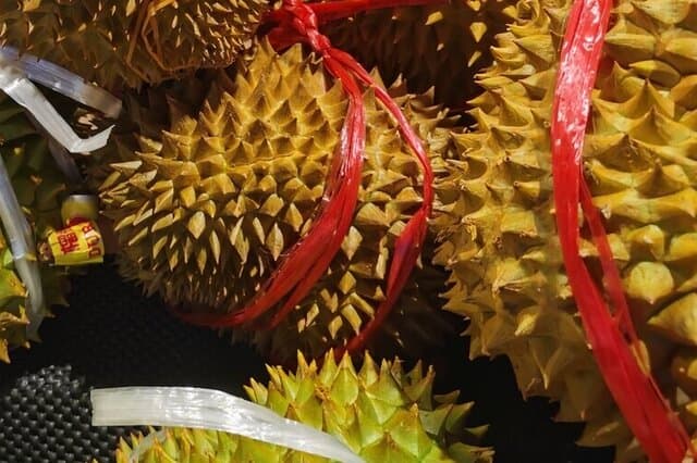 马来西亚榴莲品种介绍及成熟季节