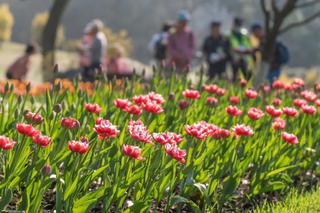 杭州即将进入最美时节 “繁花时间表”请收好