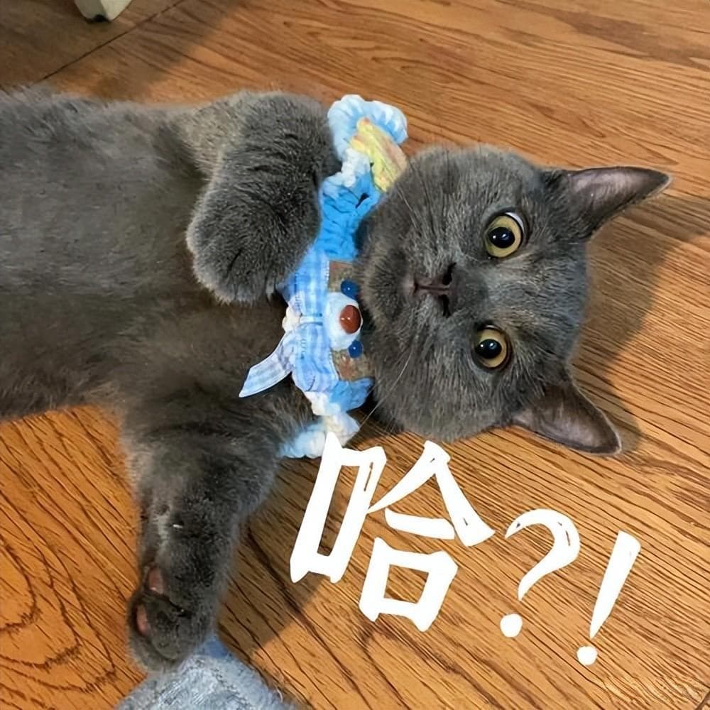 选购英短猫必看：6大特征辨纯种，3大要点保健康