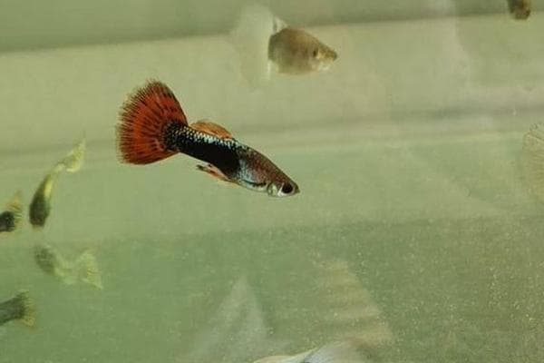热带鱼新手首选：孔雀鱼六大饲养要点
